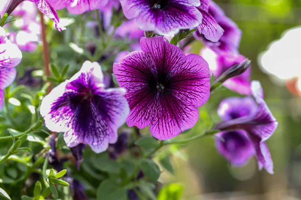 Beautiful Flower May Petunia Flower — Stock Photo, Image