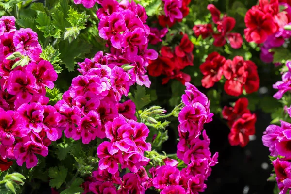 Квітка Газель Пеларгонійський Огірок — стокове фото