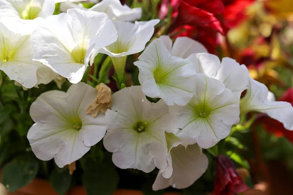 Bela Flor Maio Flor Petúnia — Fotografia de Stock