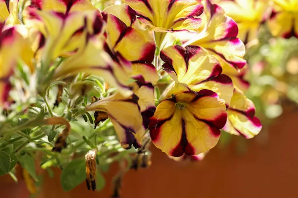 Flor Gazela Pelargonium Domesticum — Fotografia de Stock