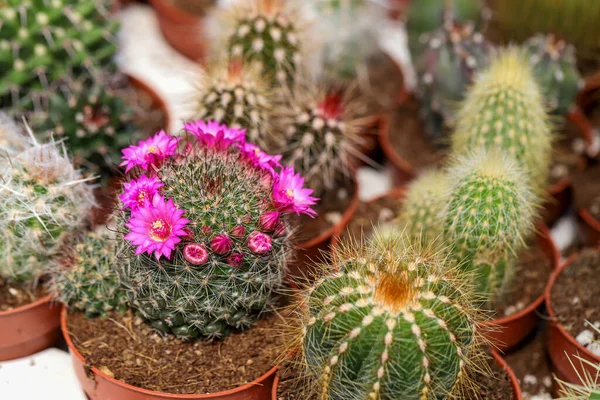 Miniature Small Beautiful Cactus Flowers — Stock Photo, Image