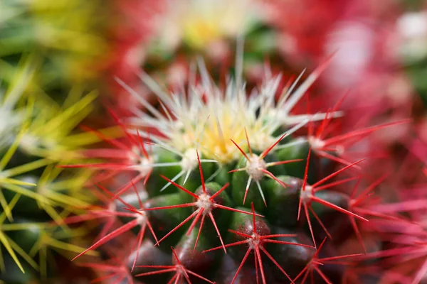 Miniature Small Beautiful Cactus Flowers — Stock Photo, Image