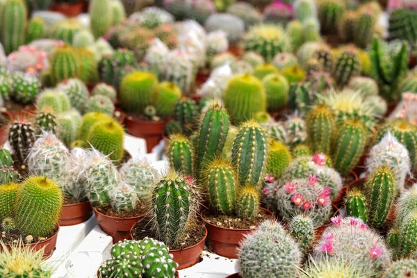 Miniature Small Beautiful Cactus Flowers — Stock Photo, Image