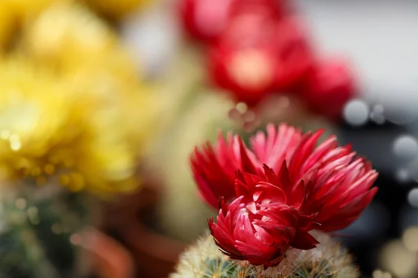 Miniature Small Beautiful Cactus Flowers — Stock Photo, Image