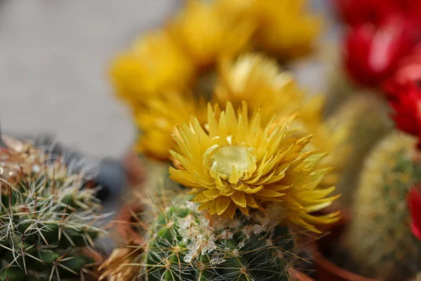 Miniature Small Beautiful Cactus Flowers — Stock Photo, Image