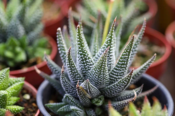 Miniatur Kleine Schöne Kakteenblüten — Stockfoto