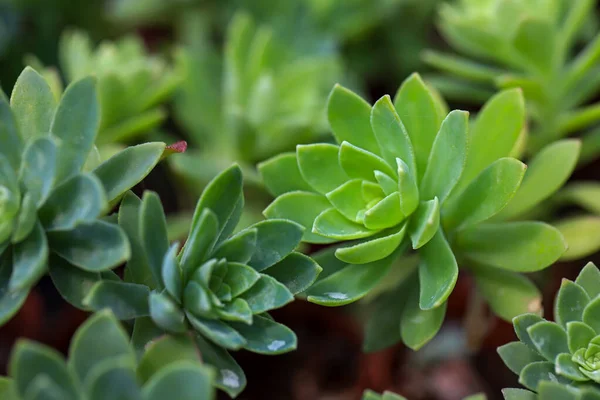 Miniatur Kleine Schöne Kakteenblüten — Stockfoto