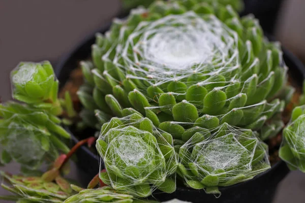 Miniatur Kleine Schöne Kakteenblüten — Stockfoto