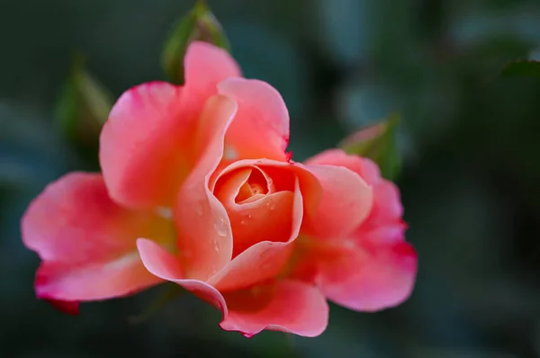 Roze Roos Bloesem Tuin — Stockfoto