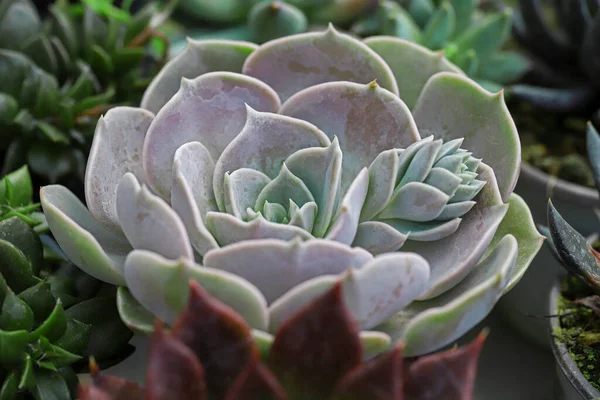 Miniatura Piccoli Bellissimi Fiori Cactus — Foto Stock