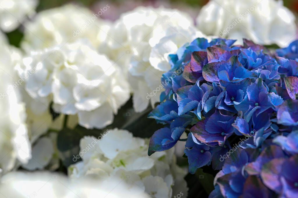 White and blue colored hydrangea flower; Hydrangea Macrophylla