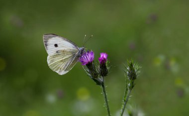 Büyük Beyaz Melek Kelebeği / Pieris Sütyen Bitkiden besleniyor