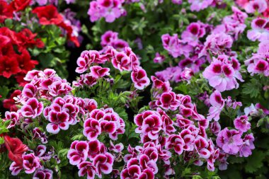 Ceylan çiçeği; Pelargonium domesticum