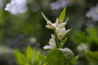 portakal ağacı ve çiçek.