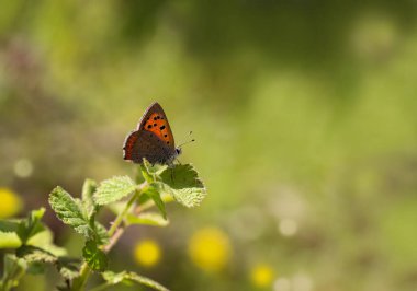 Benekli Bakır Kelebek / Lycaena Flaeas