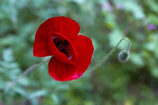 Vallmoblomma Papaver Rhoeas Papaveraceae — Stockfoto