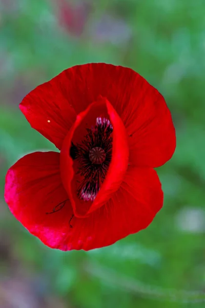 Цветок Мака Papaver Rhoeas Papaveraceae — стоковое фото