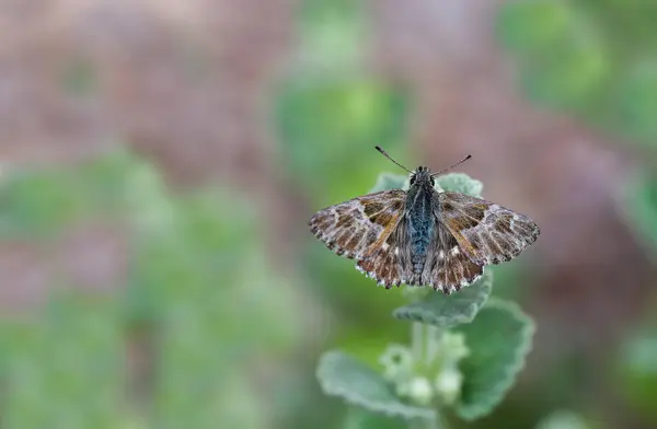 Eibisch Mohn Schmetterling Carcharodus Alceae Auf Pflanze — Stockfoto