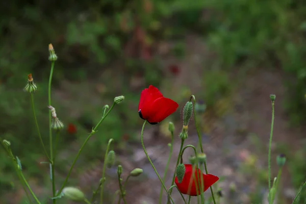 Цветок Мака Papaver Rhoeas Papaveraceae — стоковое фото