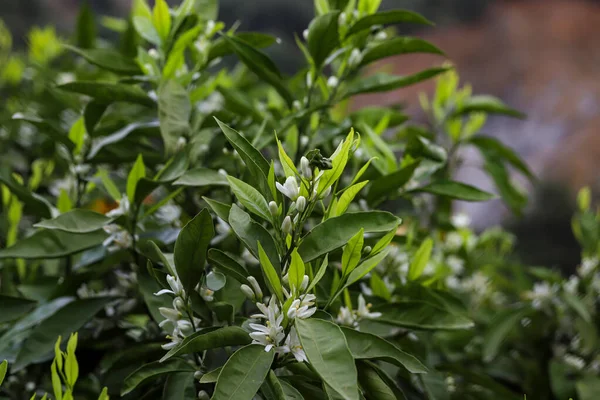 orange fruit tree and blossom