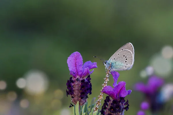 Karagz Blue Glaucopsyche Alexis — стокове фото