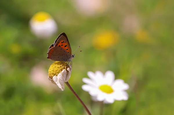 Papillon Cuivré Tacheté Lycaena Phlaeas — Photo