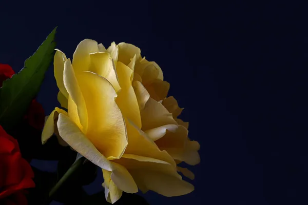 Bellissimo Fiore Della Natura Rose Naturali Gialle — Foto Stock