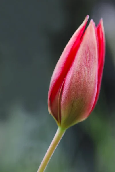 Tulipas Crescendo Montanha Manisa Spil — Fotografia de Stock