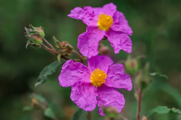 Leylak renkli bitki / Çitgül, Tauricus