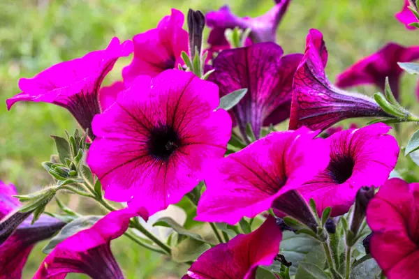 Красивый Цветок Мая Petunia Цветок — стоковое фото