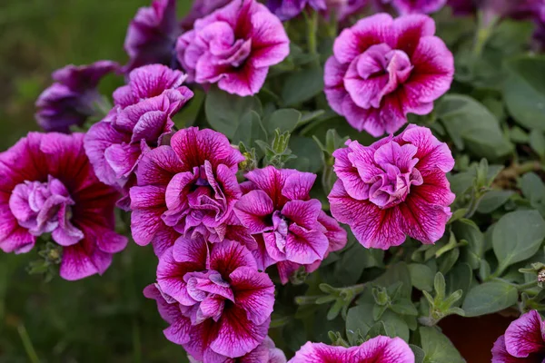 Beautiful Flower May Petunia Flower — Stock Photo, Image