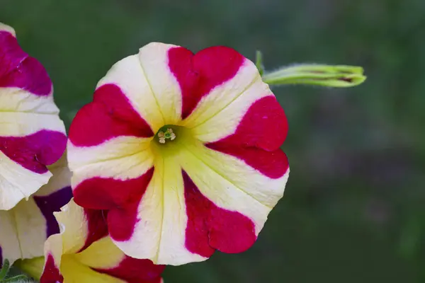 Vacker Blomma Maj Petunia Blomma — Stockfoto