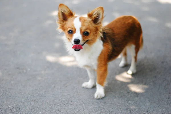 Liten rolig hund — Stockfoto