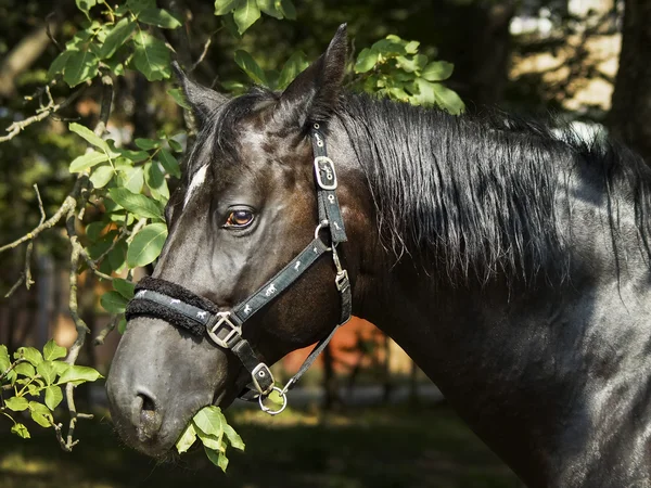 Cavalo preto com crina ondulada comendo folhas verdes de uma árvore — Fotografia de Stock
