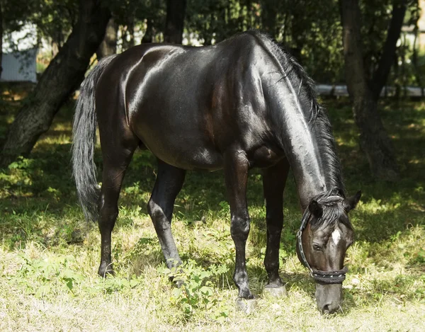 Black horse with wavy mane eating green grass from the ground — Stock Photo, Image
