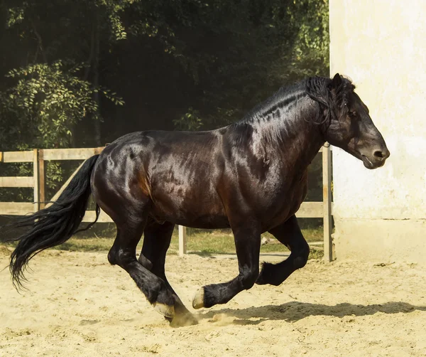 Großes braunes Pferd läuft auf Sand in der Koppel — Stockfoto