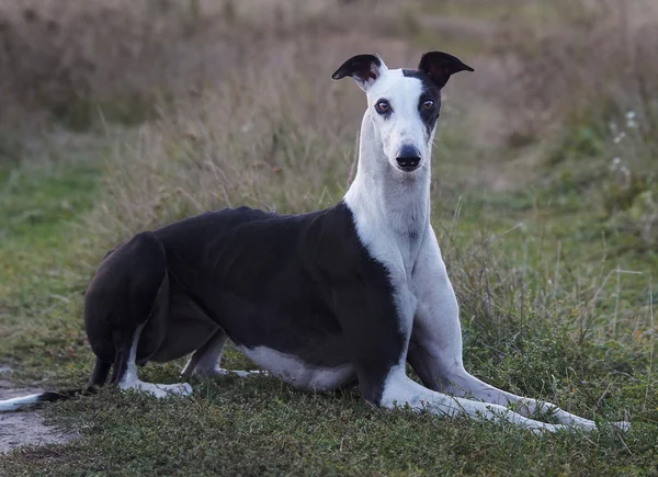 siyah ve beyaz köpek çim üzerinde yalan