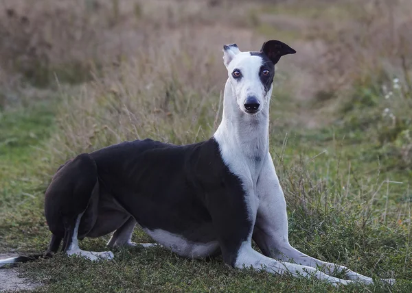 siyah ve beyaz köpek çim üzerinde yalan