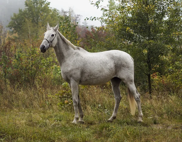 Cavalo cinza de pé na floresta na grama verde perto das árvores — Fotografia de Stock