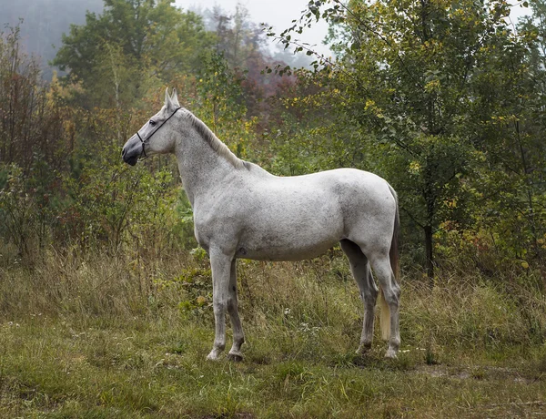 Cavalo cinza de pé na floresta na grama verde perto das árvores — Fotografia de Stock