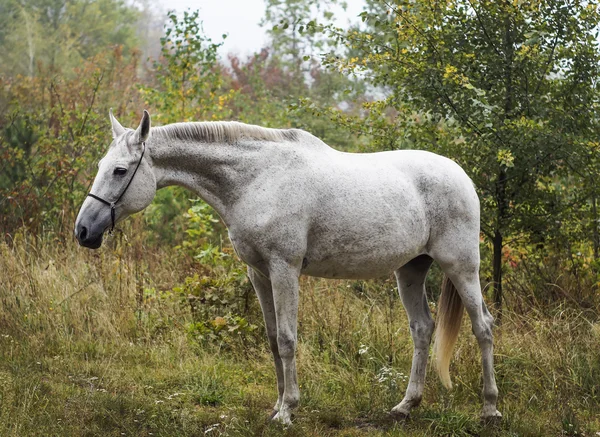 Cavallo grigio in piedi nella foresta sull'erba verde vicino agli alberi — Foto Stock