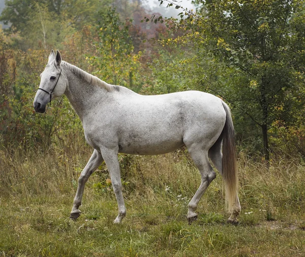 Серый конь, стоящий в лесу на зеленой траве возле деревьев Лицензионные Стоковые Изображения