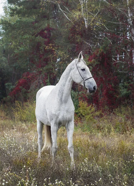 gri atı ayakta ormandaki ağaçların yakındaki yeşil çimenlerin üzerinde