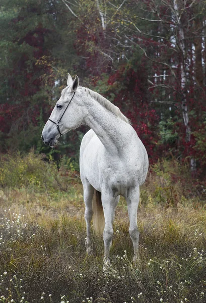 灰色马站在绿色的草地附近树上森林 — 图库照片