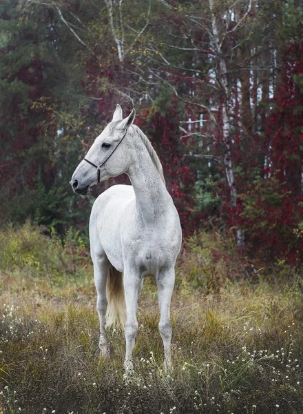 灰色马站在绿色的草地附近树上森林 — 图库照片