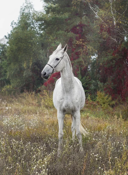 Серый конь, стоящий в лесу на зеленой траве возле деревьев Стоковое Фото