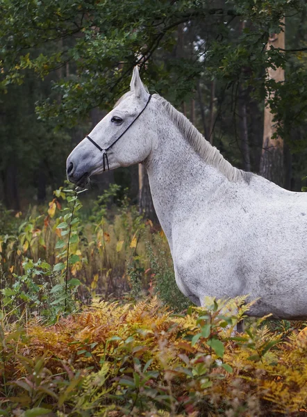 Grijze paard staande in het forest op het groene gras vlakbij de bomen — Stockfoto