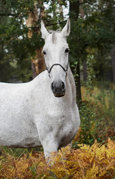 Cavalo cinza de pé na floresta na grama verde perto das árvores — Fotografia de Stock