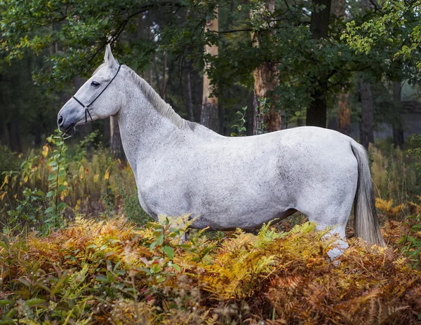 Серый конь, стоящий в лесу на зеленой траве возле деревьев — стоковое фото