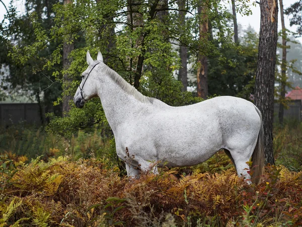 gri atı ayakta ormandaki ağaçların yakındaki yeşil çimenlerin üzerinde